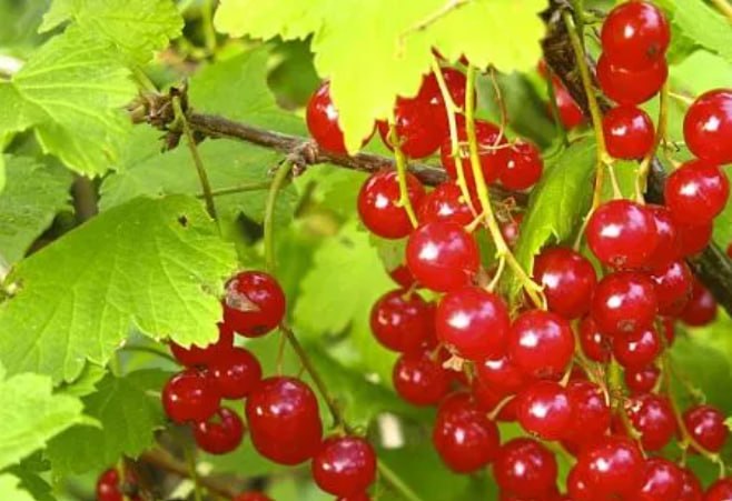 Red Currant 'Natali' — фото