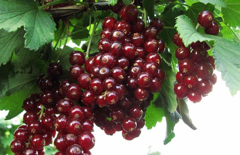 Red Currant 'Vishnevaya' — фото