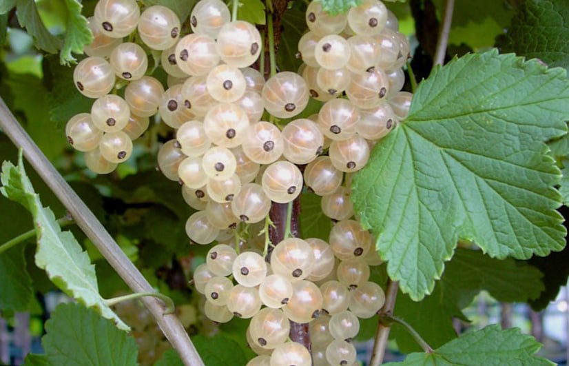 White currant 'White Fairy' — фото