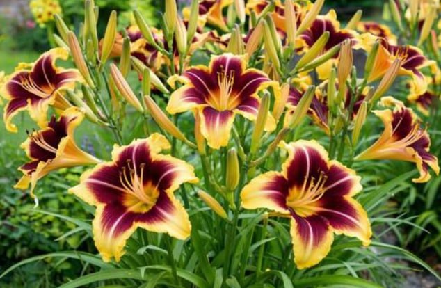 Daylily — фото