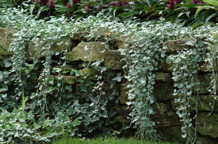 Dichondra — фото