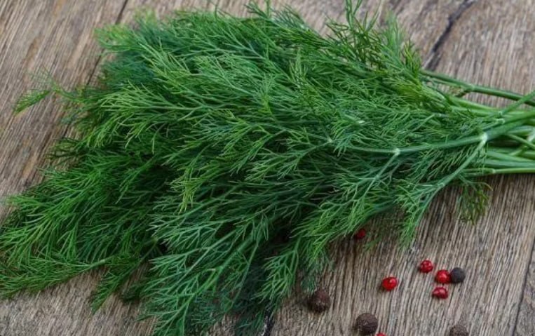 Dill Alligator — фото