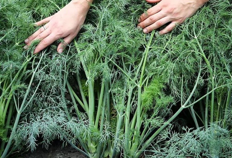 Dill Alligator — фото