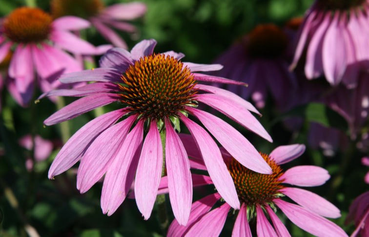 Purple Coneflower — фото