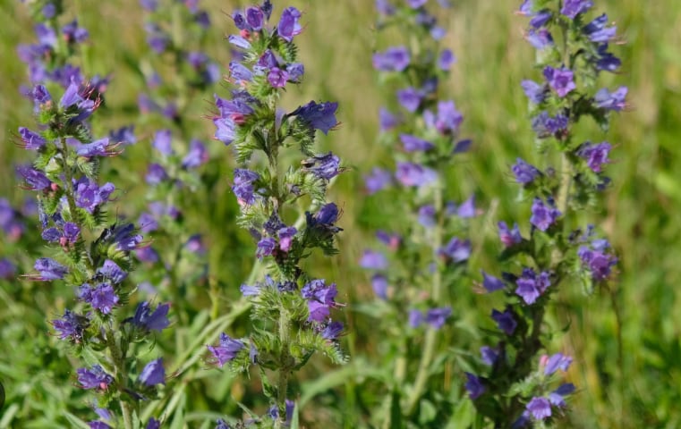 Echium vulgare — фото
