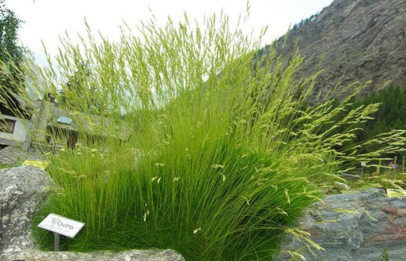 Sheep's fescue — фото