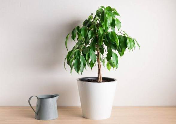 Weeping Fig — фото