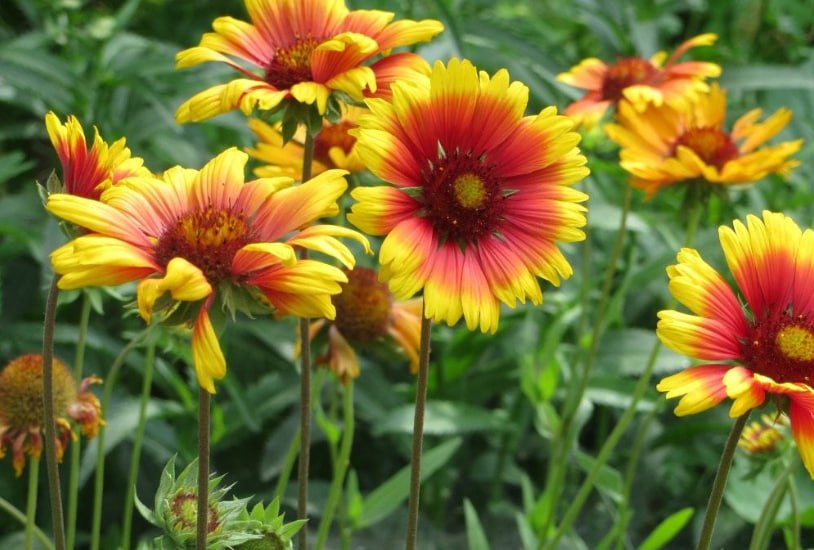 Gaillardia — фото