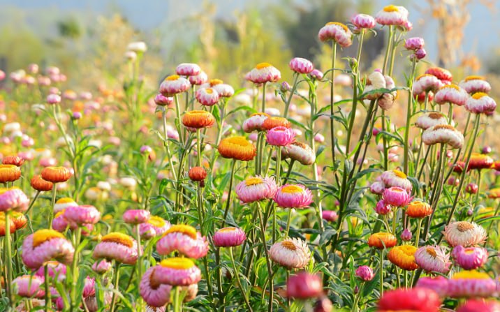 Strawflower — фото