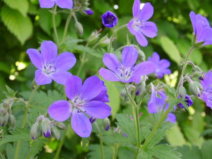 Wood Cranesbill — фото