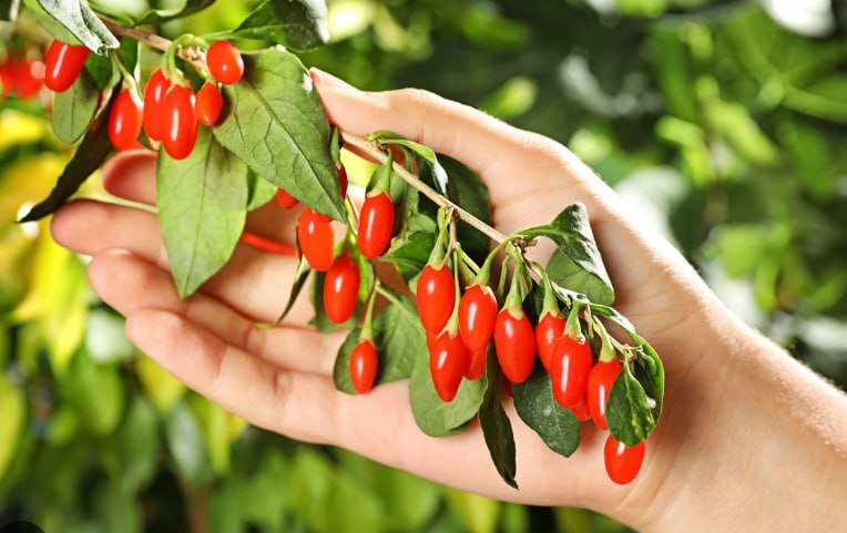Goji Berry — фото