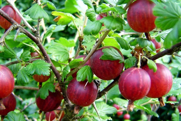 Gooseberry 'Severnyy Kapitan' — фото