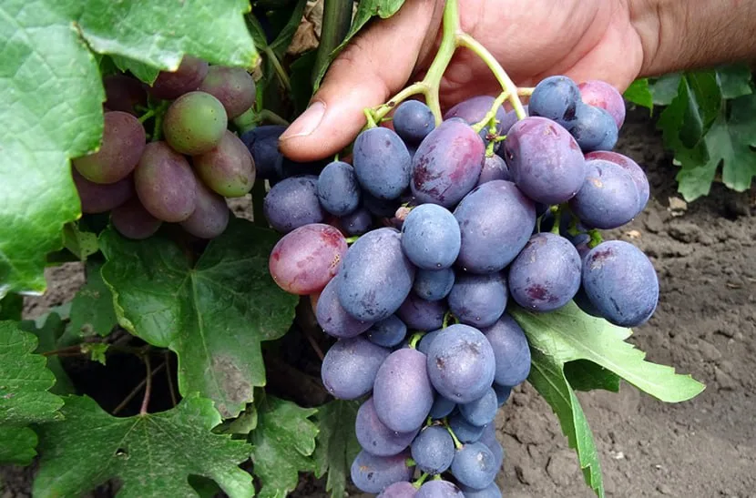 Grape Catalonia — фото
