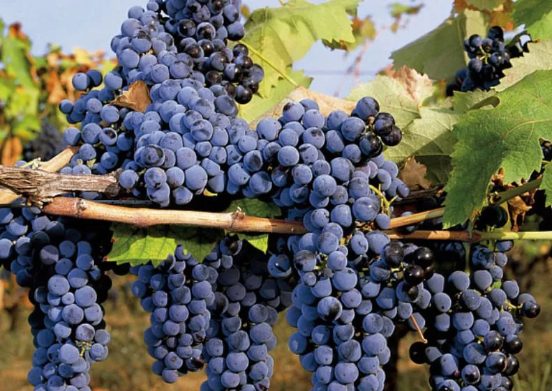 Grape Maréchal Foch — фото