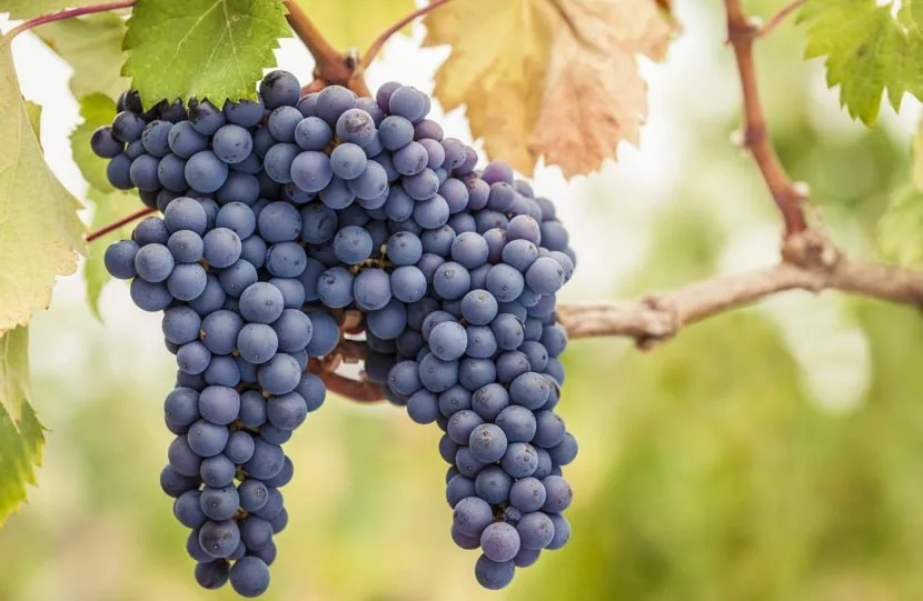 Grape Pinot Noir — фото