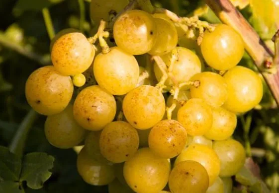 Grape Prima Ukraina — фото