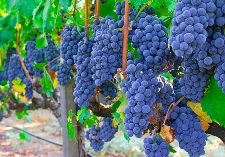 Grapevine Isabella — фото