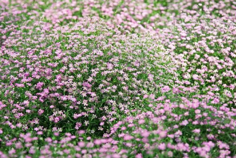 Annual Gypsophila — фото