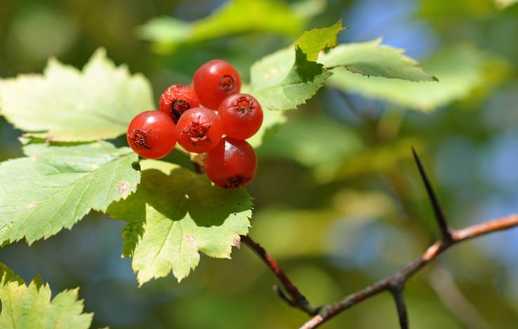Hawthorn — фото