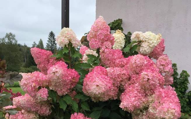 Panicle Hydrangea 'Vanilla Fraise' — фото