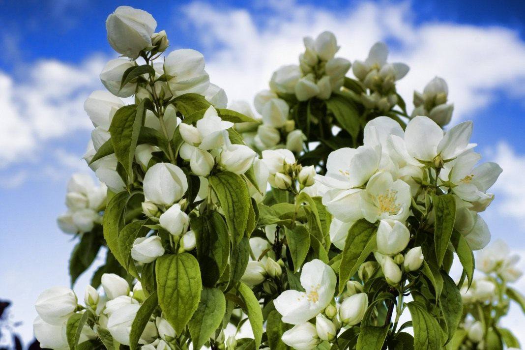 Common jasmine — фото