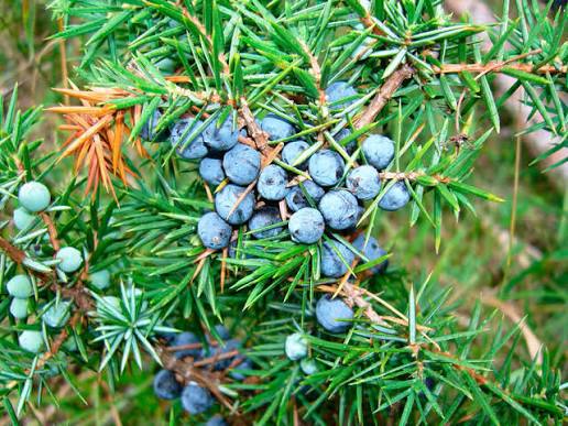 Common Juniper — фото