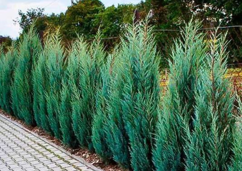 Rocky Mountain Juniper 'Munglow' — фото