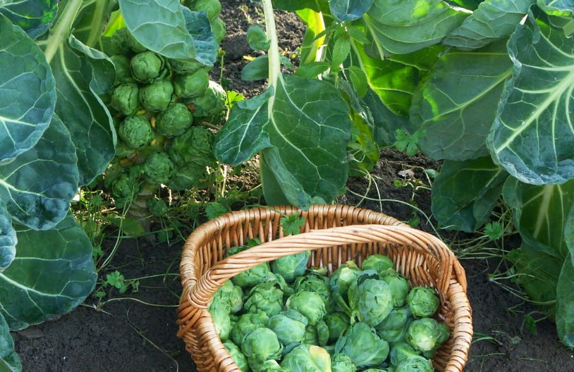 Brussels Sprouts — фото