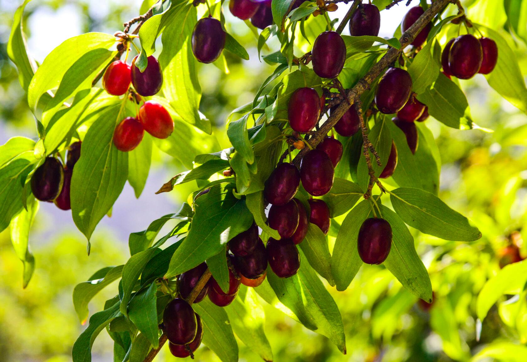 Cornelian Cherry Dogwood — фото