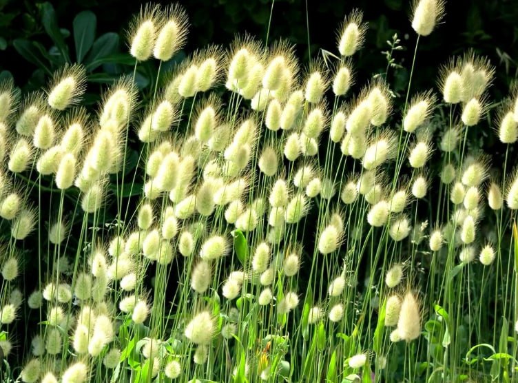 Hare's Tail Grass — фото