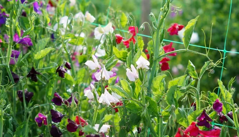 Sweet Pea — фото