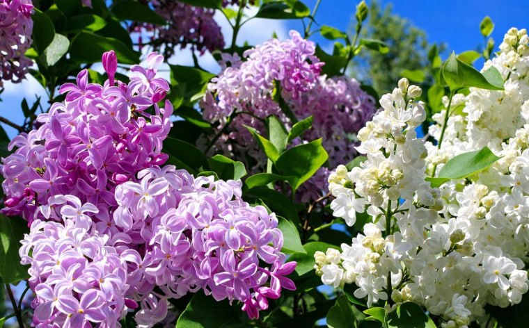 Common lilac — фото