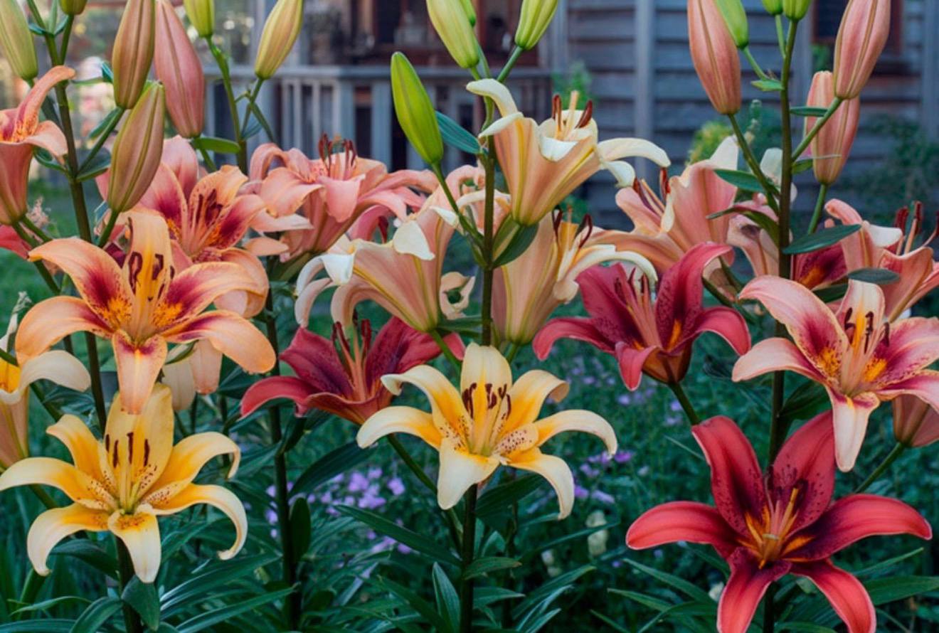 Lily — фото