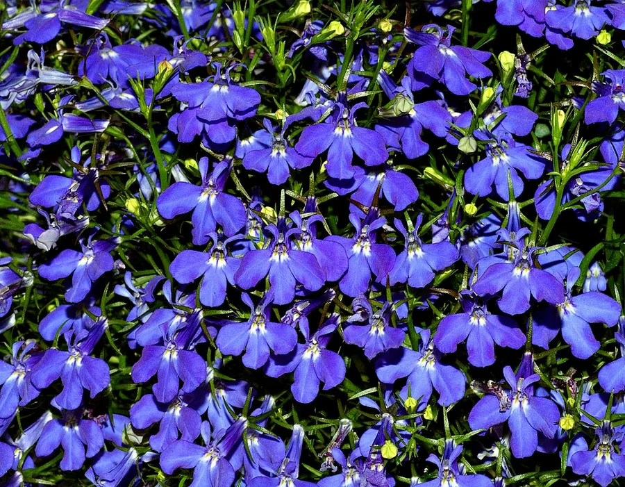 Garden lobelia — фото