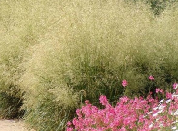 Tufted Hair-grass — фото