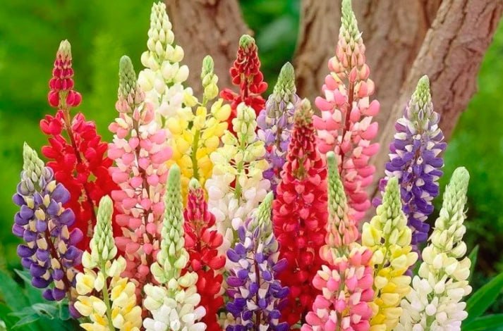 Lupine — фото