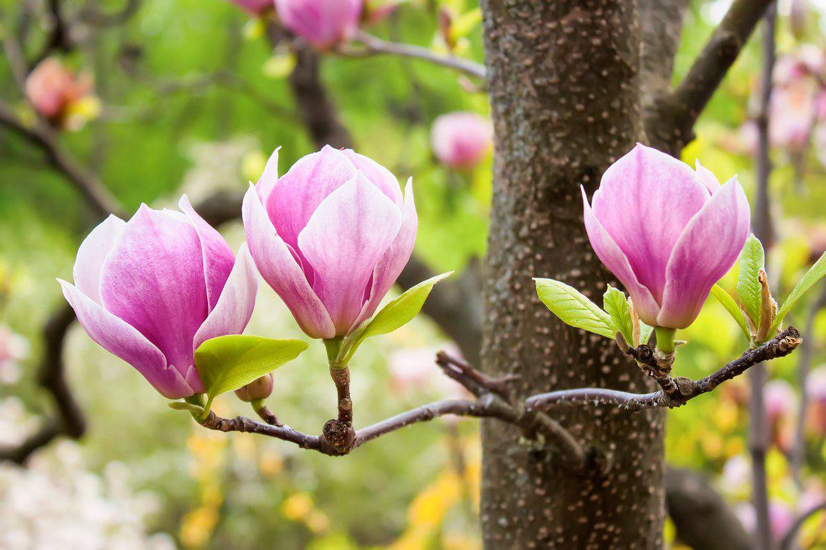 Magnolia — фото