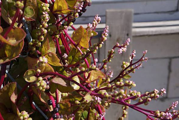Malabar spinach — фото