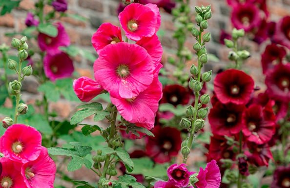 Musk Mallow — фото