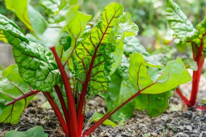 Swiss Chard — фото
