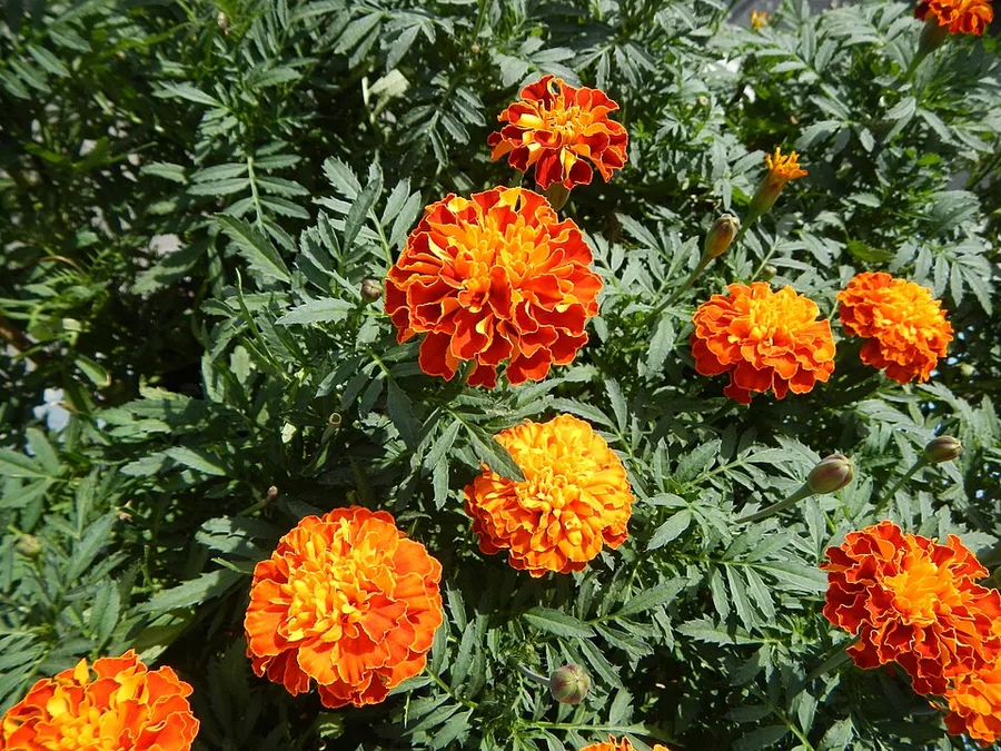 Marigold — фото