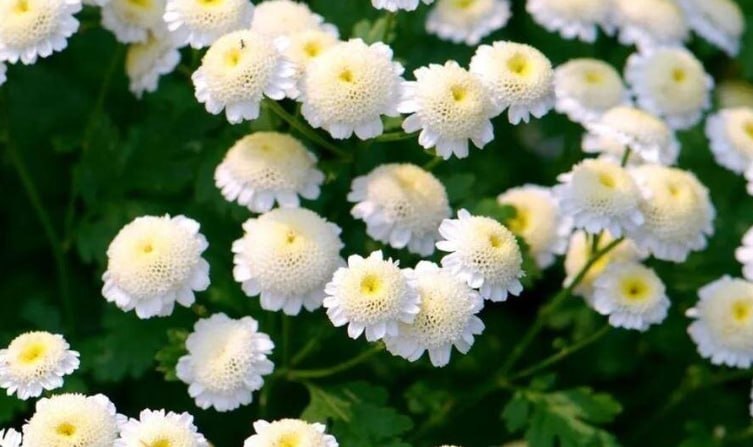 German Chamomile (Matricaria) — фото