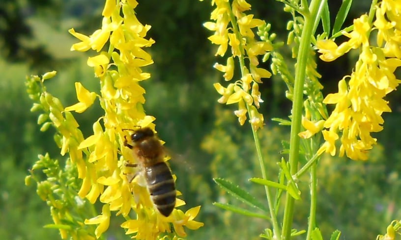 Melilotus officinalis — фото