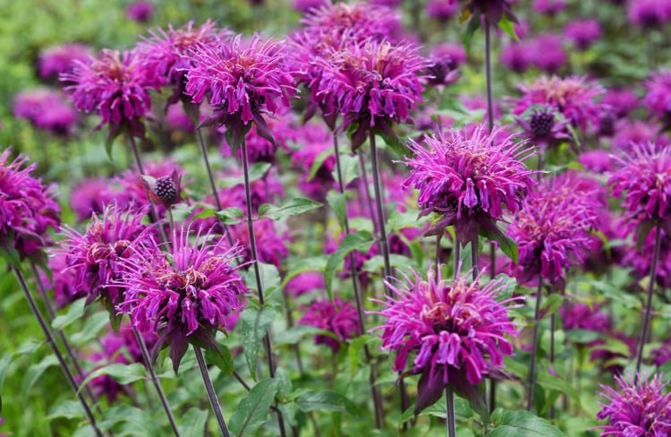 Monarda (Bee Balm) — фото