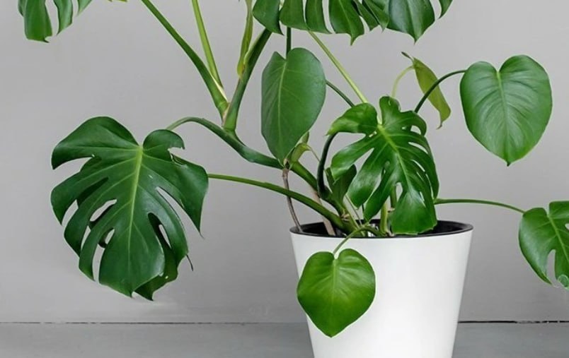 Swiss Cheese Plant, Monstera — фото