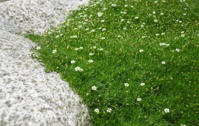 Sagina moss, Pearlwort — фото