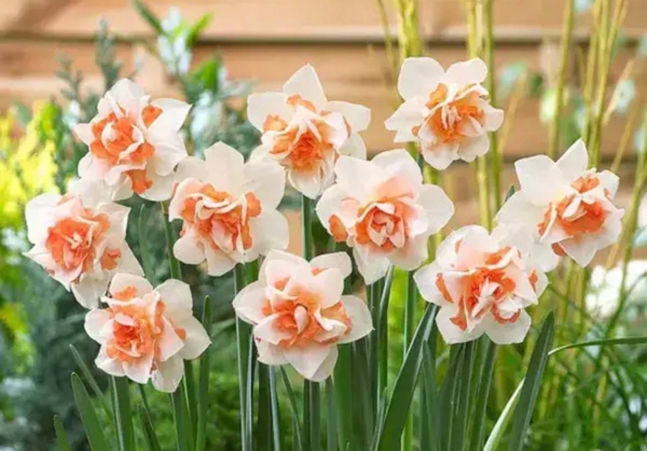 Daffodil — фото