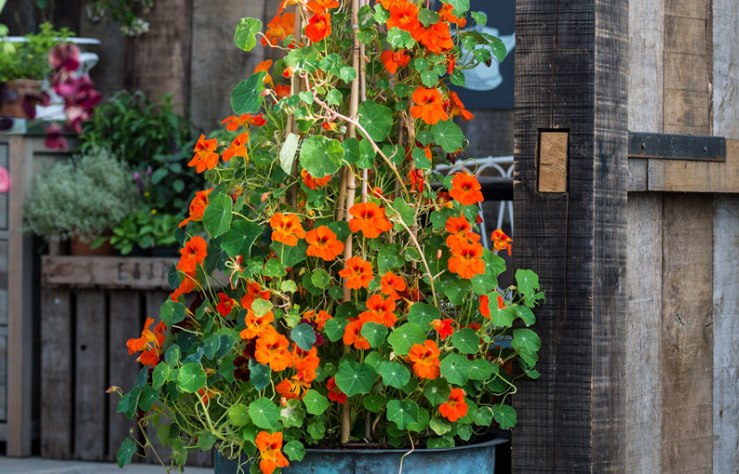 Nasturtium — фото