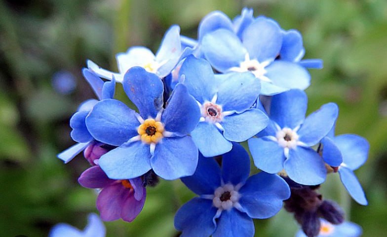 Forget-me-not — фото