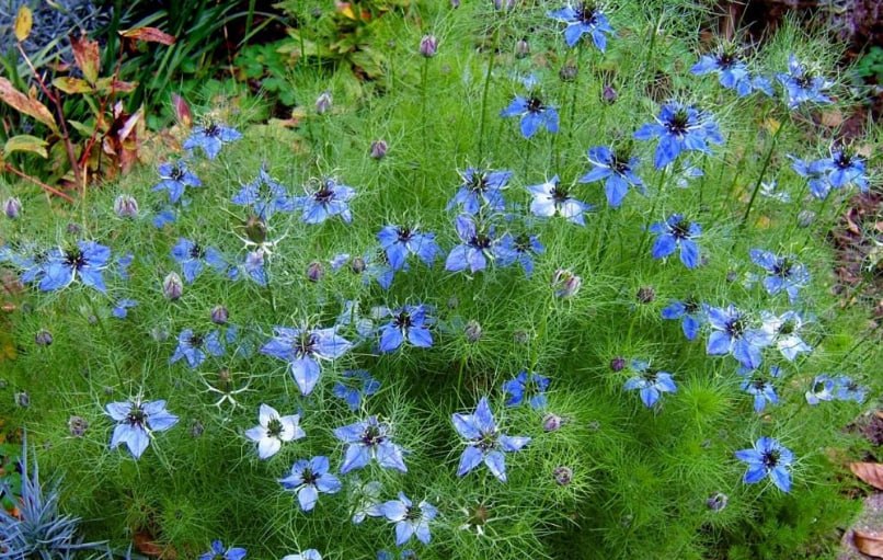 Love-in-a-mist — фото